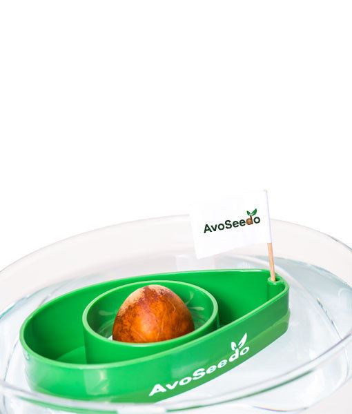 - Avocado Lover Gift Box -
